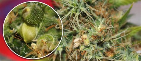 Cannabis Hermaphroditism: What Is It, And How Can You Deal .